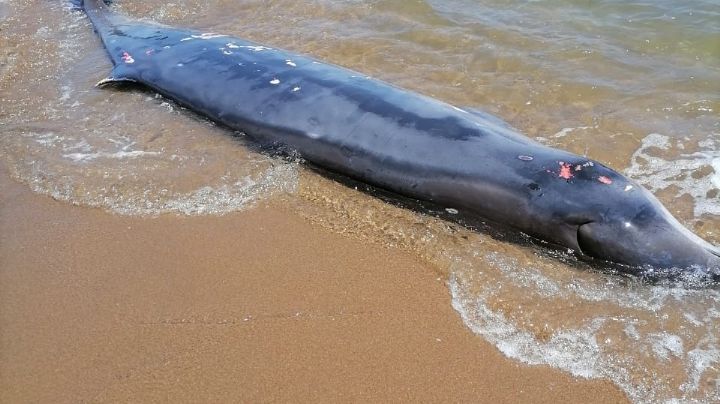 Encuentran cetáceo muerto de 5 metros de largo en Coatzacoalcos