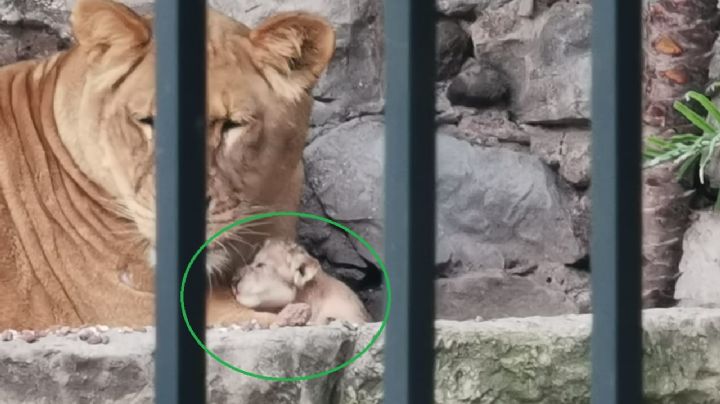 Nace otra cría de león en Orizaba, ya son tres nuevos leones en el Paseo del Río