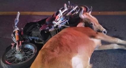 FOTOS | Motociclista choca contra una vaca en Zimapán; ambos murieron