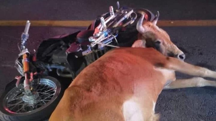 FOTOS | Motociclista choca contra una vaca en Zimapán; ambos murieron