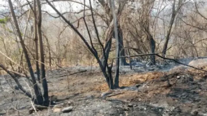Incendio de pastizal cierra circulación en la Xalapa-Coatepec