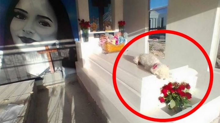 “Bombona”, la perrita de Debanhi que no la olvida y llora en su tumba