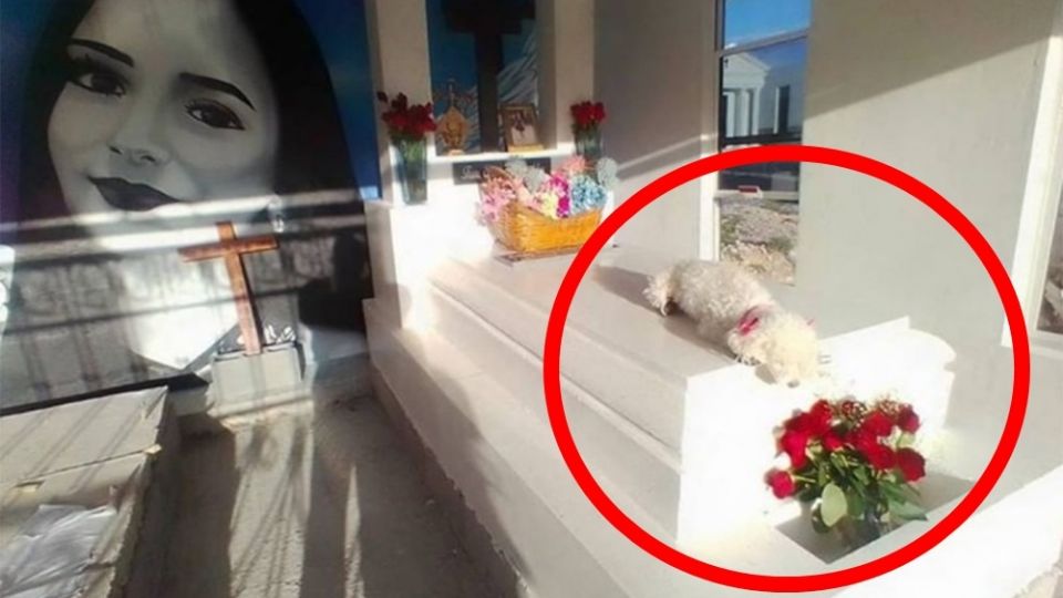 “Bombona”, perrita raza French Poodle, fue la compañera de Debanhi en vida; ahora, sigue demostrando su lealtad al “llorar” sobre la tumba de la joven