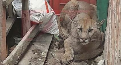 VIDEO: Puma se refugia en una casa para evitar los incendios forestales