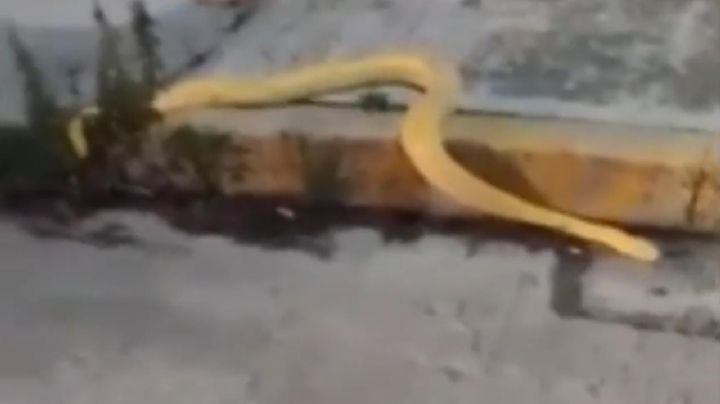FOTOS | De las grutas de Tolantongo a Pachuca: avistan serpiente pitón