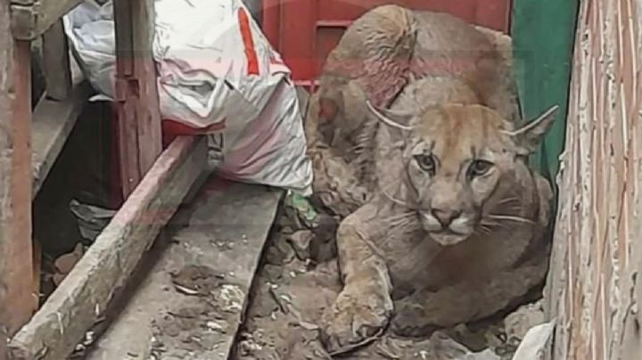 VIDEO: Puma se refugia en una casa para evitar los incendios forestales