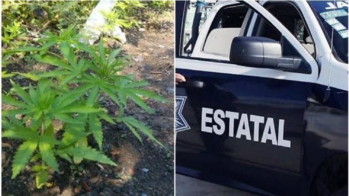 No eran árboles navideños, decomisan 200 plantas de mariguana en Ixmiquilpan