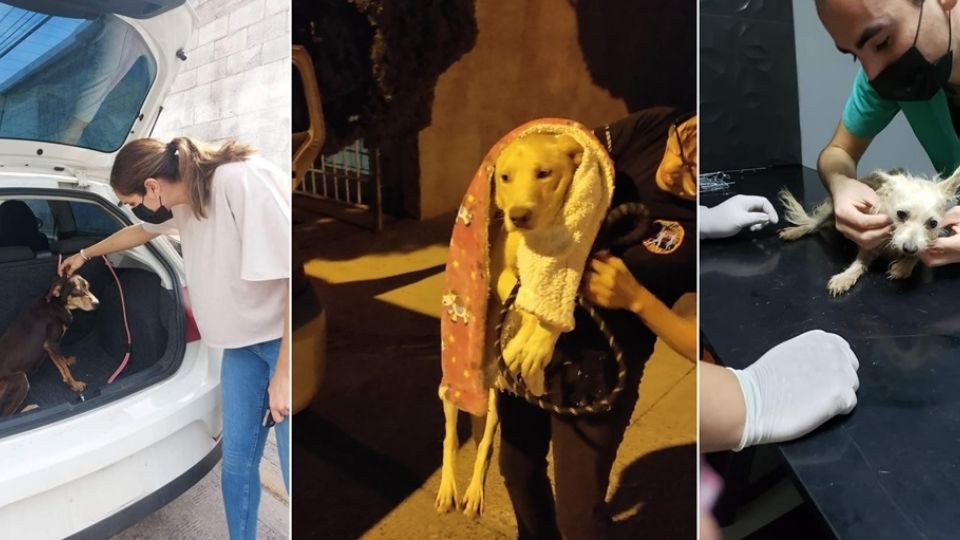 Este domingo, dueños de perritos protestaron debido a la presunta liberación del sujeto en cuya vivienda mantenía en malas condiciones a más de 60 animales