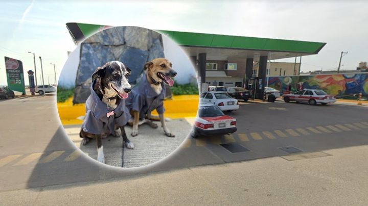 ¿Cuánto le pongo joven? Conoce a los perritos gasolineros de Coatza