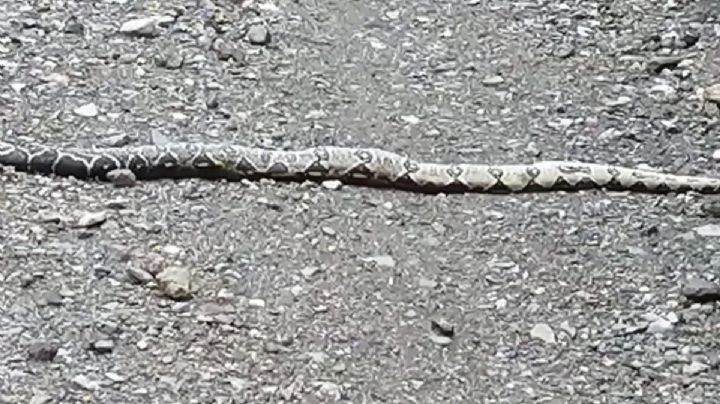 En Tlahuiltepa encuentran boa constrictor, como la de las Grutas de Tolantongo