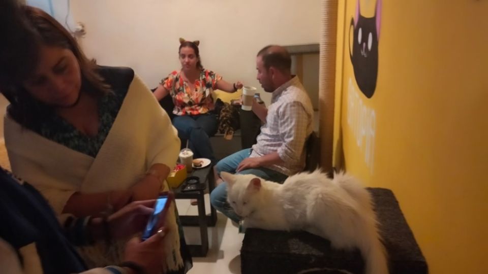 En León hay una cafetería donde los clientes pueden convivir y divertirse con una decena de gatos.