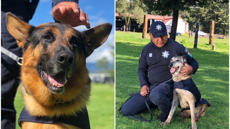 Los binomios caninos de la Secretaría de Seguridad del Estado de México han sido entrenados para apoyar en labores de búsqueda y rescate.