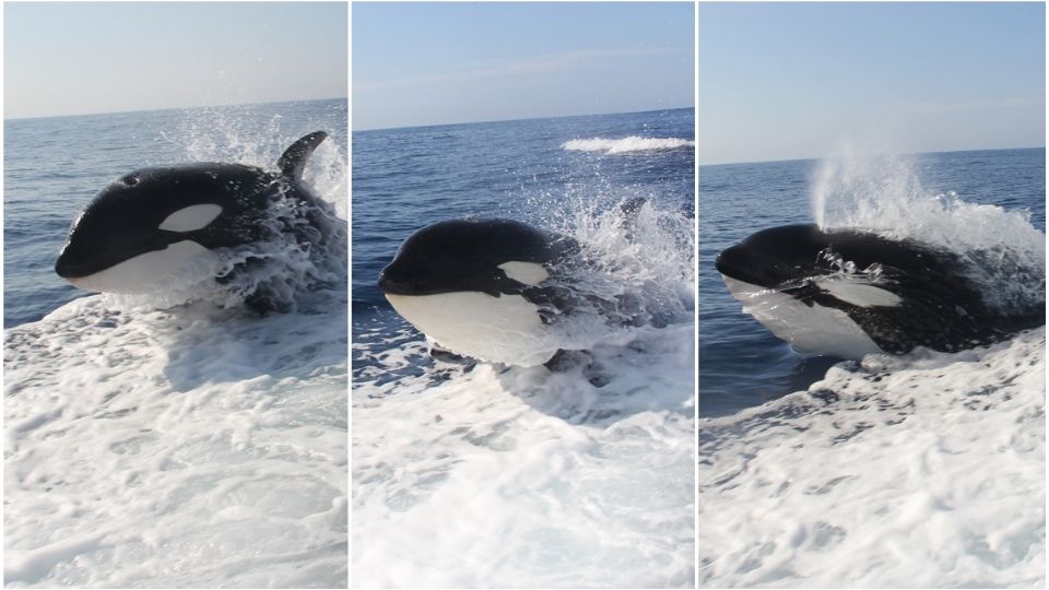 Los Cabos es una zona donde suele haber avistamientos de este tipo de animales marinos debido a la unión excepcional del Océano Pacífico y el Golfo de California.