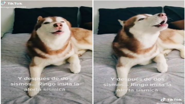 Luego de tanto sismo, perrito así imita la alerta sísmica