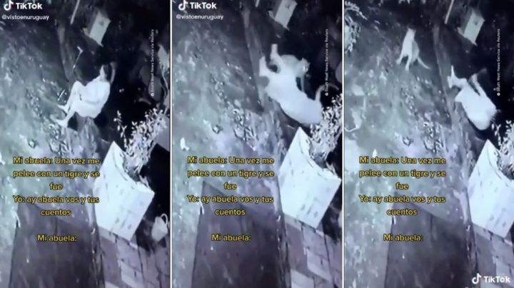 VIDEO: Abuelita se enfrenta a un tigre ¿adivina quién ganó?