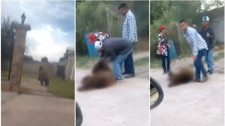 Video: Persiguen y matan a otro oso negro, ahora en Sonora