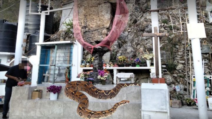 VIDEO | “Ataca” otra boa en un sitio turístico: ahora en Nicolás Flores