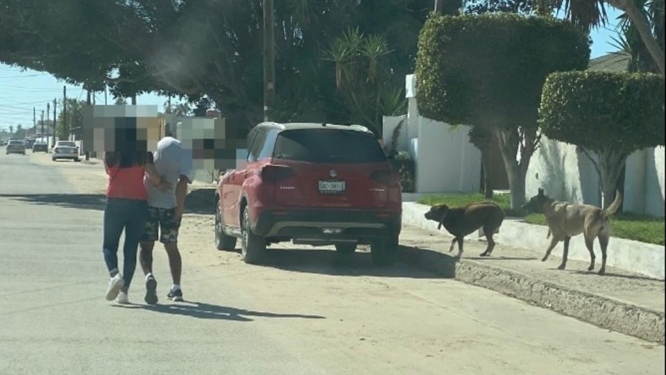 Cuando una persona es mordida por un perro, deberá de cerciorarse de que el animal no tenga la rabia.
