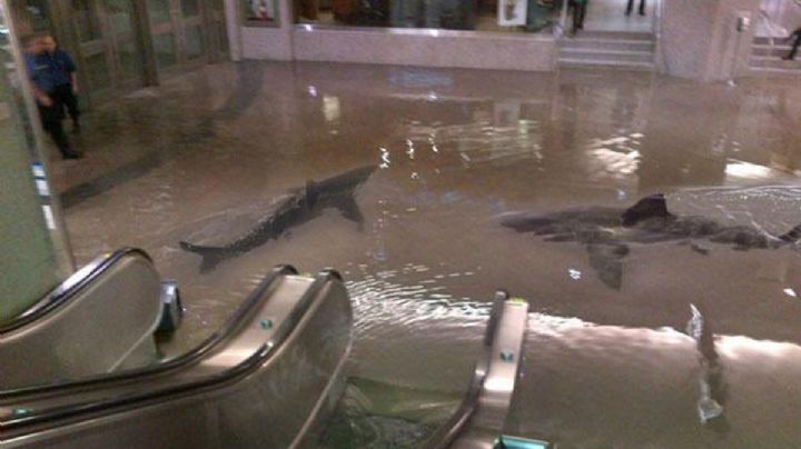 Ian “nos aplastó”, narran la ruta de destrucción en Florida