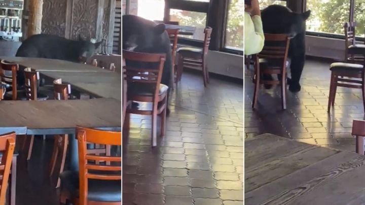 VIDEO: Oso hambriento entra a restaurante; comensales huyen