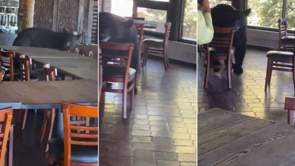 Cuando estaba la actividad en el lugar, el oso entró al restaurante, lo que causó sorpresa entre los comensales que miraron como paseaba sin molestar a las personas