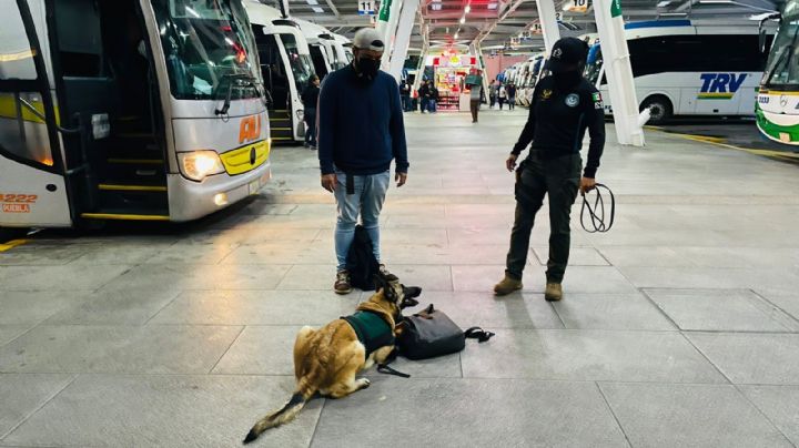 Olor raro: Perro detecta maleta con mota en ADO de Xalapa