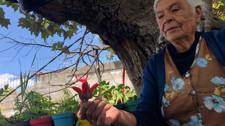 Dolores es la cuidadora oficial del Árbol de las Manitas, el cual afirma que le fue regalado a su bisabuelo.