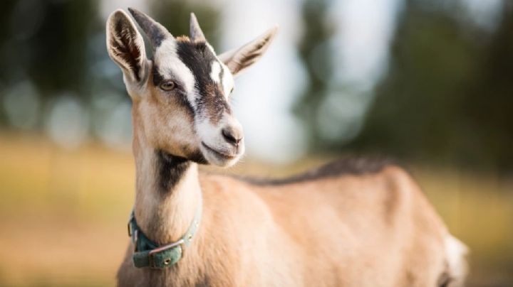 Mutilan y asesinan a un chivo y una gallina en Veracruz