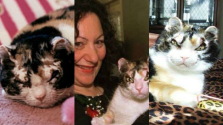 ¿Por qué se les llama ‘Karen’ a las dueñas de gatitos?