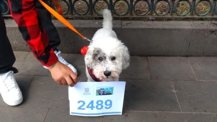 Carrera Perritos en Fuga 2.5K: ¿Cuándo y donde se realizará?