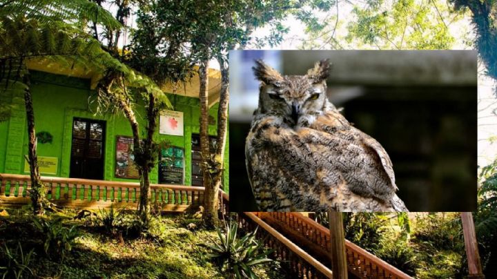 El ABC del conflicto por Museo de la Fauna en cerro de Macuiltépetl