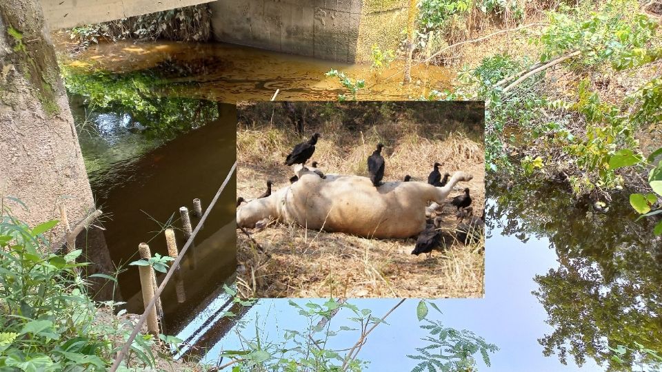 Se han reportado muerte de ganado, peces y vegetación en la zona