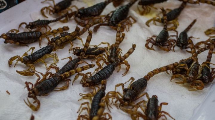 México tiene un nuevo alacrán; lo descubren en la costa de Sinaloa