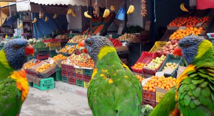 Rescatan otras 32 aves de venta ilegal en mercados de Hidalgo