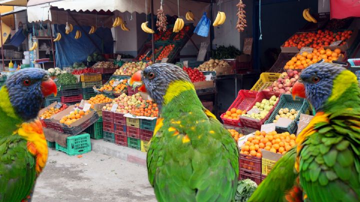 Rescatan otras 32 aves de venta ilegal en mercados de Hidalgo