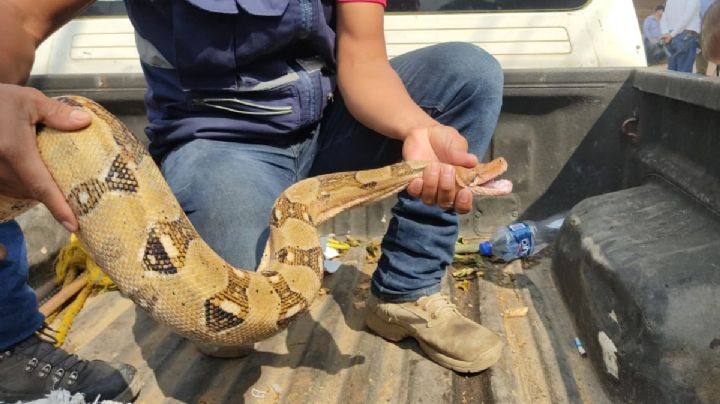 VIDEO: Resguardan boa de 2 metros en Minatitlán; estaba sobre un puente