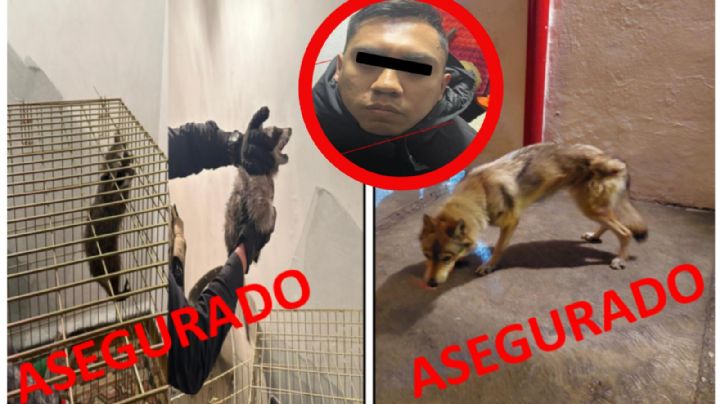 Pool Pedro "N", el líder criminal que tenía mapaches y lobos como "mascotas"