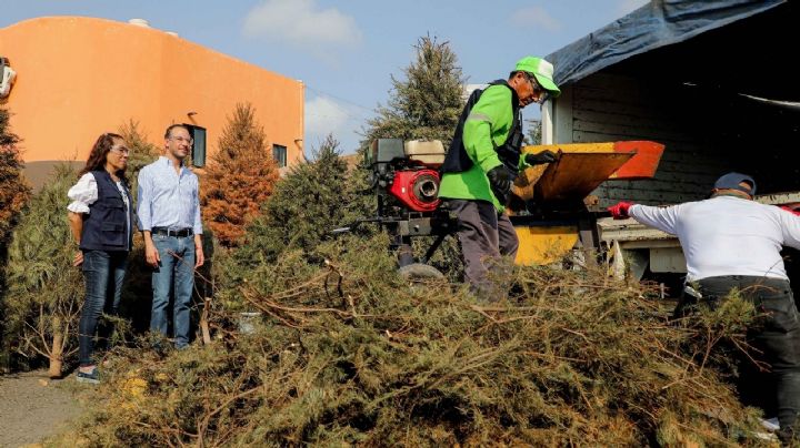 Ásí puedes reciclar tu arbolito de navidad en Boca del Río