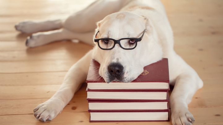 Esta es la raza de perro más inteligente, ¡No creerás el primer lugar!