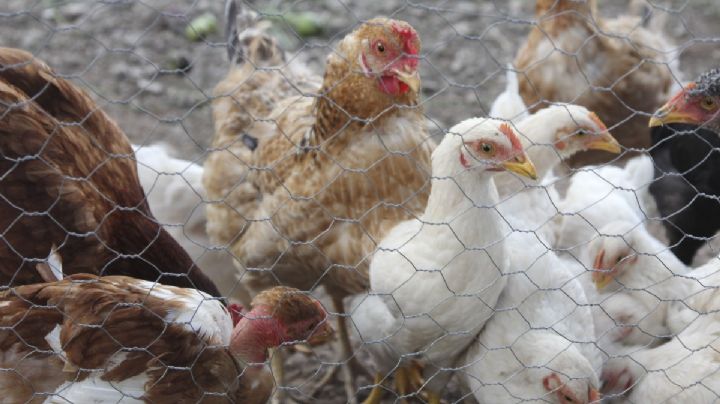Influenza Aviar A H5N1: se reporta primer caso en humanos en América Latina