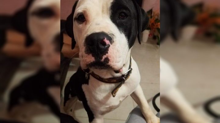 Justicia por Dipper, perrito asesinado a machetazos en Veracruz