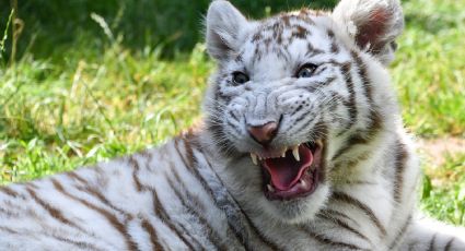 Aparece otro tigre paseándose por Guanajuato