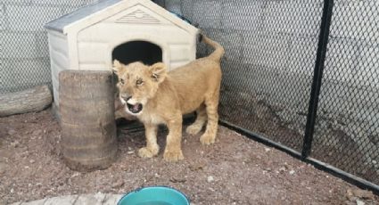 VIDEO: Vecinos reportan león en una casa; les decían que era un perro en celo