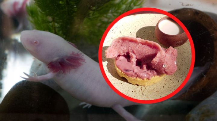 La “Wow Xolota”, el tamal que busca salvar al ajolote mexicano