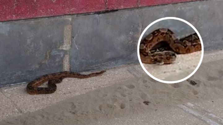 VIDEO: Hallan boa en pleno malecón costero de Coatzacoalcos