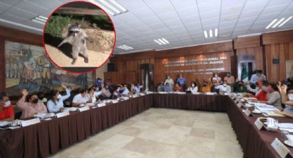 VIDEO: Llueven mapaches en sala de cabildos de Acapulco