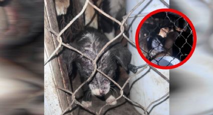 Denuncian antirrábico clandestino con fosa y animales muertos en Zumpango