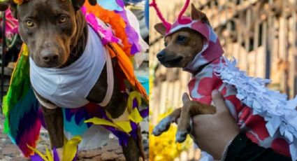 VIDEO: Así se vivió el concurso de disfraces de mascotas en Taxco, mira a los ganadores