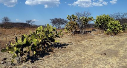 La crisis de la biodiversidad