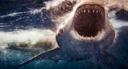 Tiburones blancos, victimas de una bestia marina en Sudáfrica